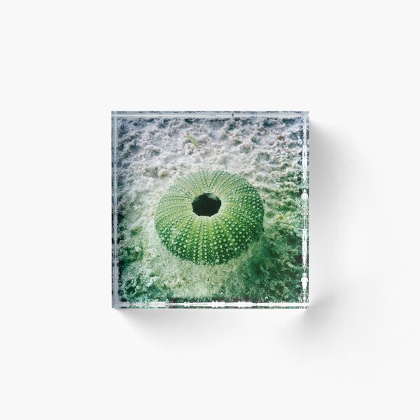 Item preview, the urchin designed and sold by Tempe.