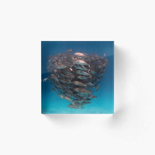 Trevally - print Acrylic Block