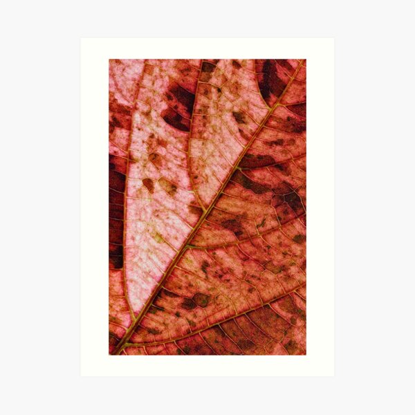 Leaf structure red Art Print