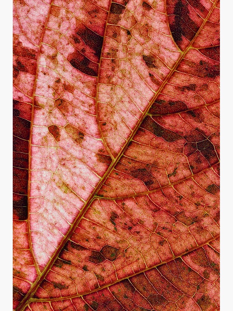 Leaf structure red by fardad