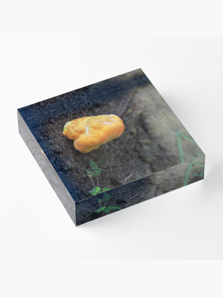 Alternate view of Fungus Acrylic Block