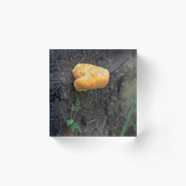 Fungus Acrylic Block