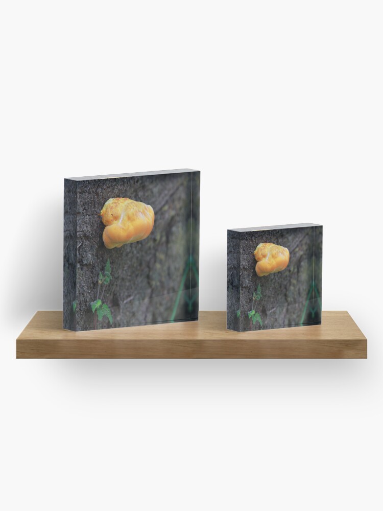 Alternate view of Fungus Acrylic Block