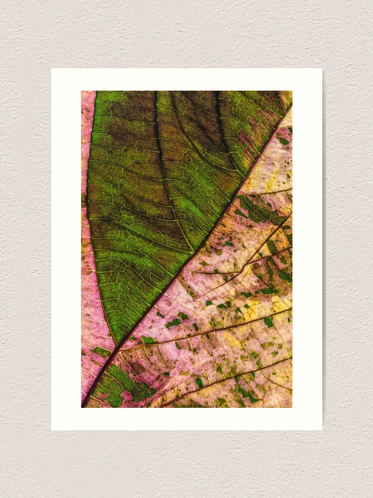 Alternate view of Multi color Leaf structure Art Print