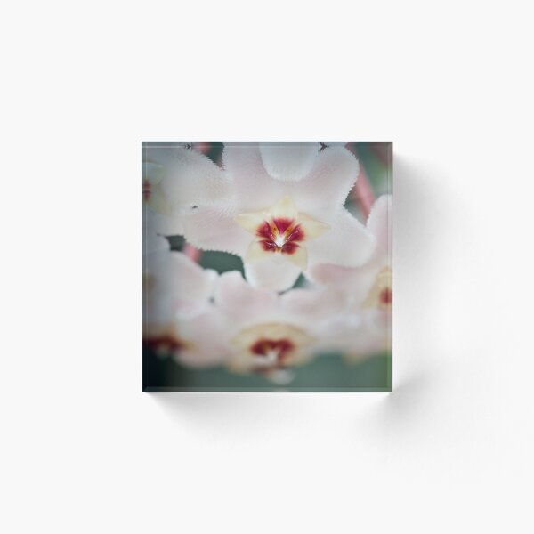 Item preview, Hoya... designed and sold by Malcolm Garth.