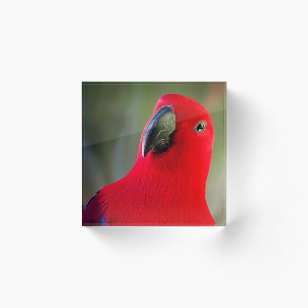 Female Electus Parrot - Close up Acrylic Block