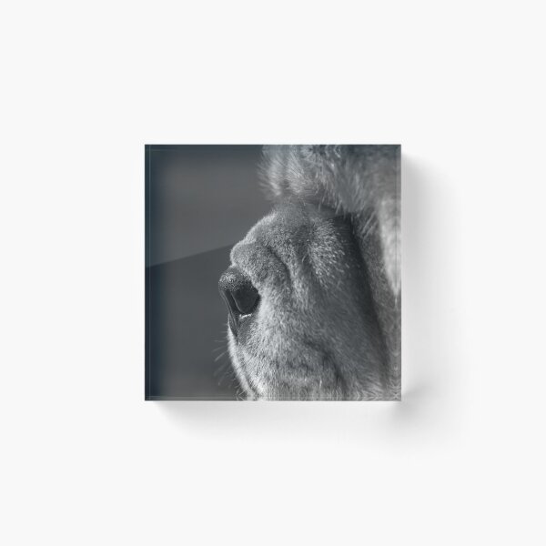 Item preview, Chow nose designed and sold by Tamas KLAUSZ.