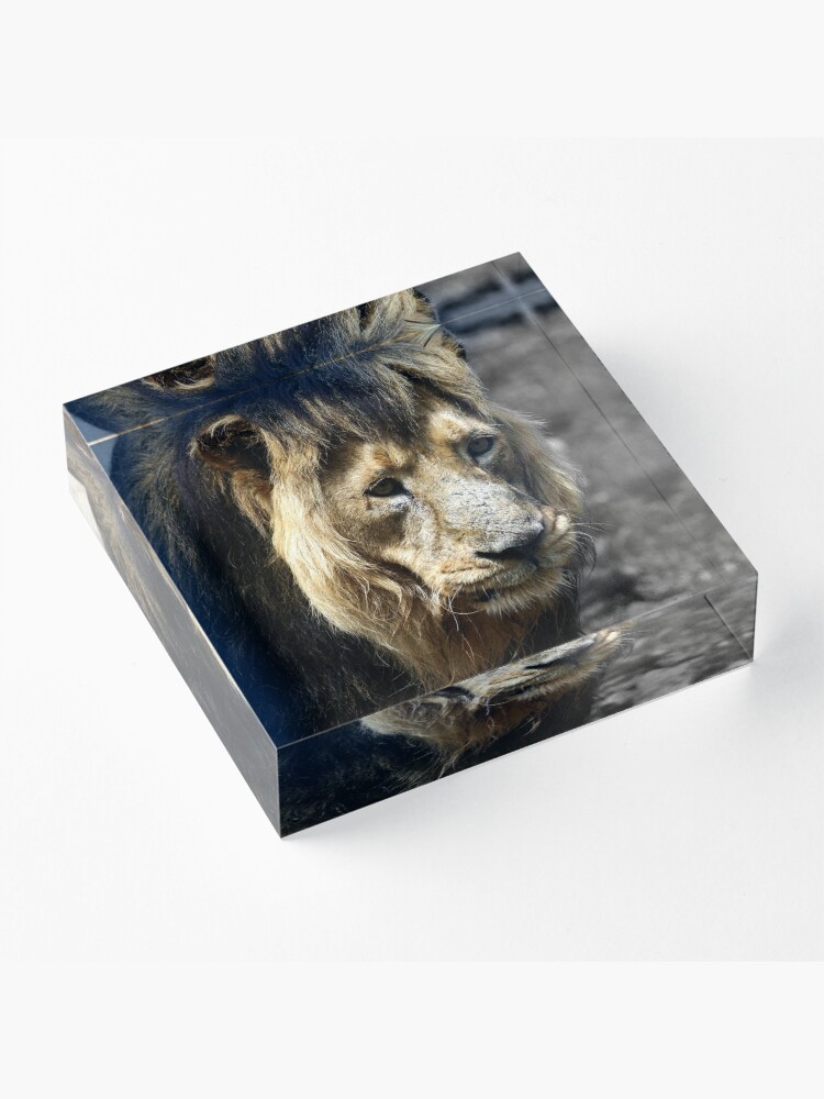 Alternate view of Ashok the Asiatic Lion Acrylic Block