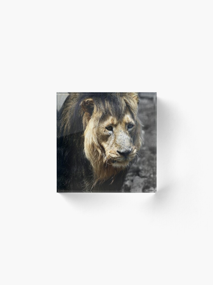 Alternate view of Ashok the Asiatic Lion Acrylic Block