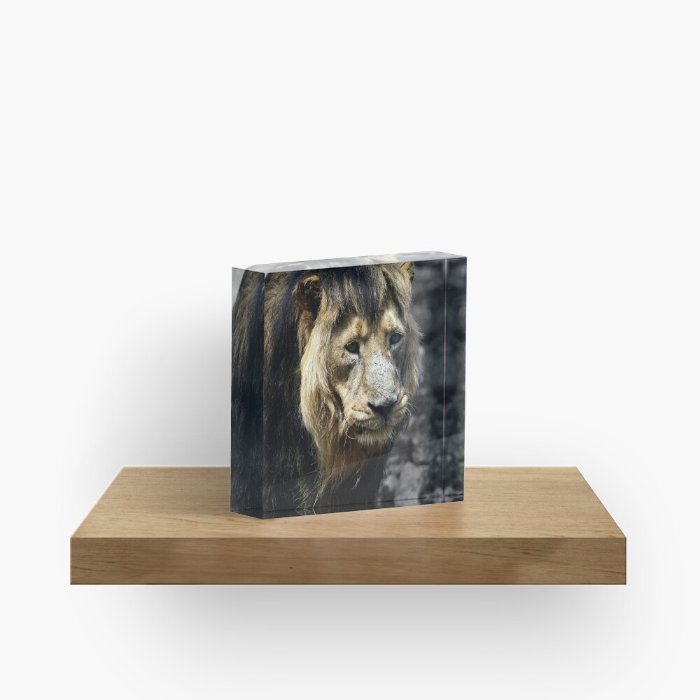 Ashok the Asiatic Lion Acrylic Block