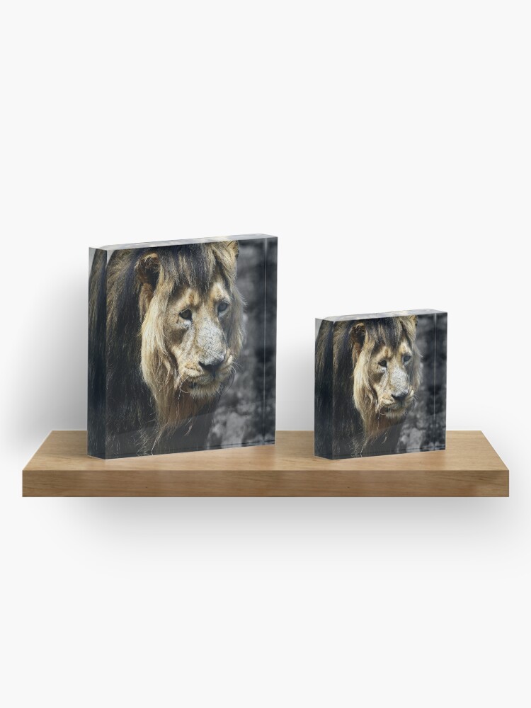 Alternate view of Ashok the Asiatic Lion Acrylic Block