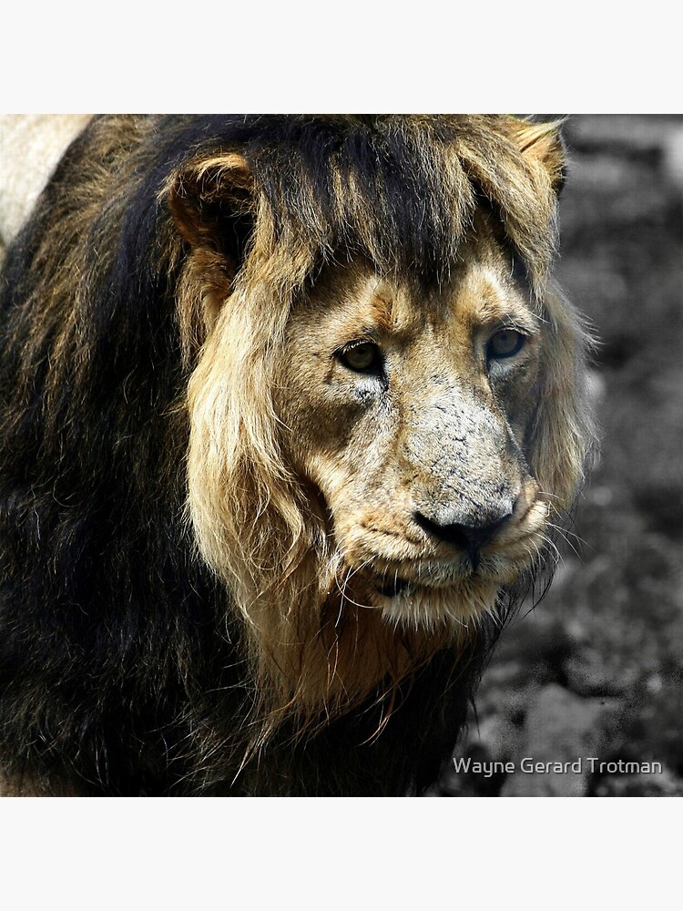 Ashok the Asiatic Lion by redmoondragon