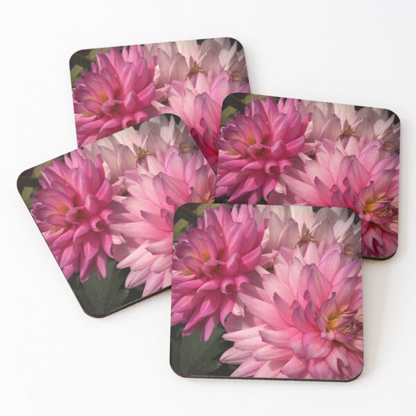 Pink Dahlias from A Gardener's Notebook Coasters (Set of 4)