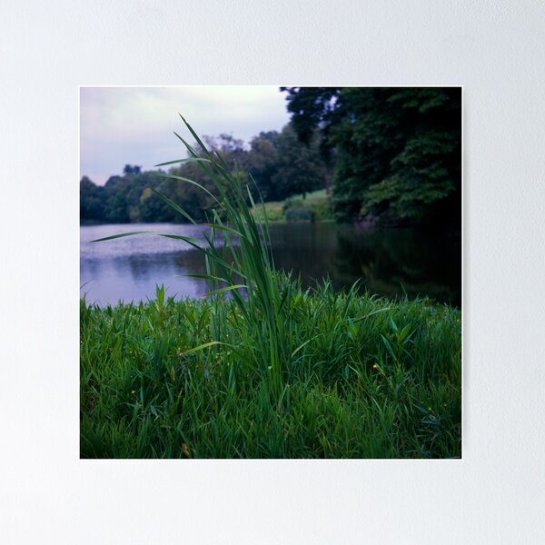 Item preview, Reed at Willow Lake designed and sold by Syd Weedon.