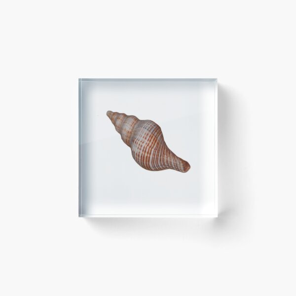 Item preview, Seashell designed and sold by designingjudy.