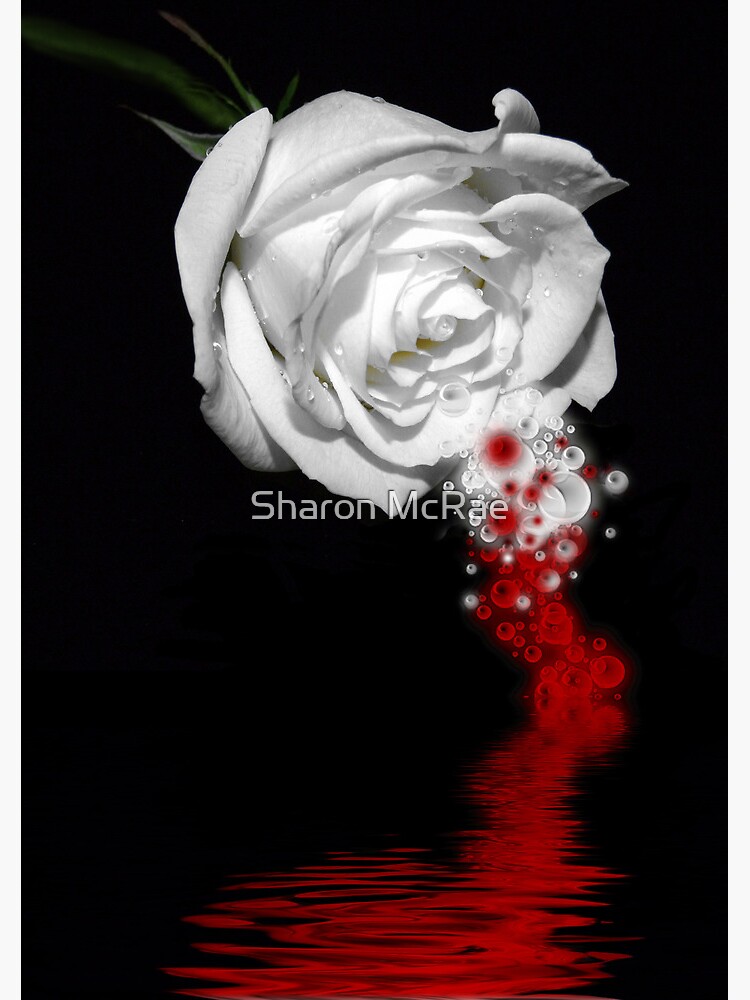 "Bleeding Rose" Poster by SharonD Redbubble