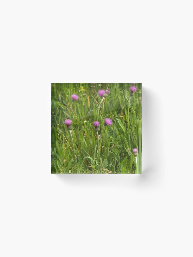 Thumbnail 2 of 5, Acrylic Block, Grassland with Meadow Thistle designed and sold by steppeland.