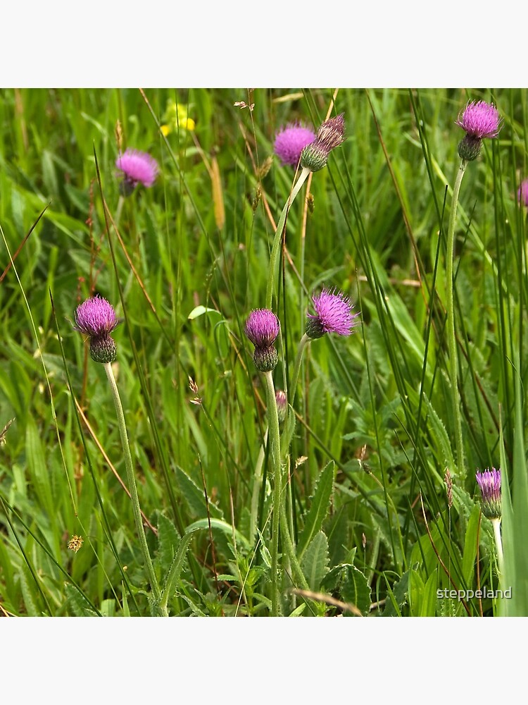 Thumbnail 5 of 5, Acrylic Block, Grassland with Meadow Thistle designed and sold by steppeland.