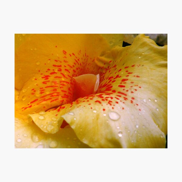 Artikelvorschau, Edible: Tiger Lily Series entworfen und verkauft von Rusty Gentry.