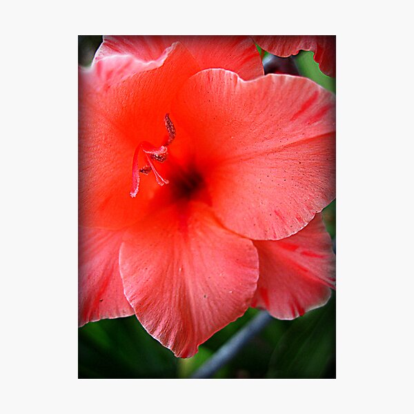 Artikelvorschau, Peachy Flower entworfen und verkauft von AkaiAkuma80.