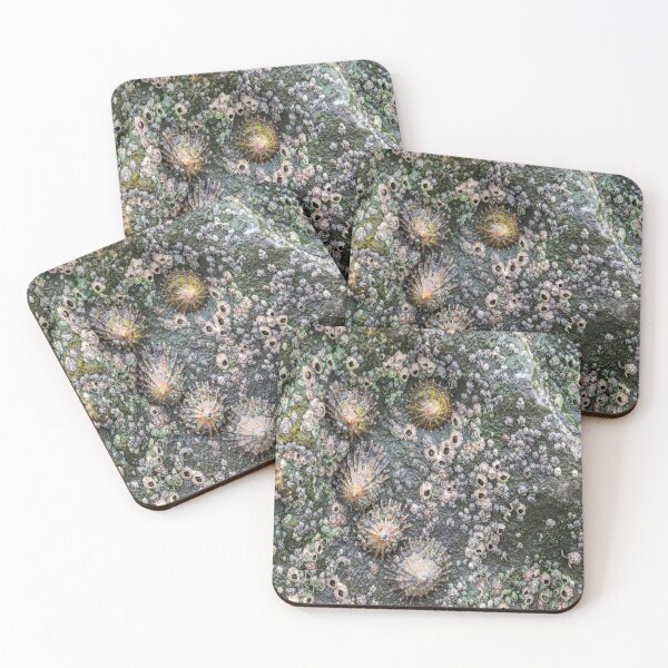 Item preview, Shells on the Rocks designed and sold by Cameranick.