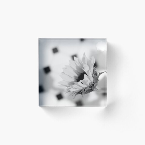 Sunflower in Black and White Acrylic Block