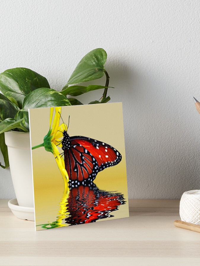 Butterfly Reflection | Art Board Print