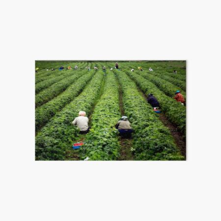 Item preview, Strawberry Pickers designed and sold by MaluC.