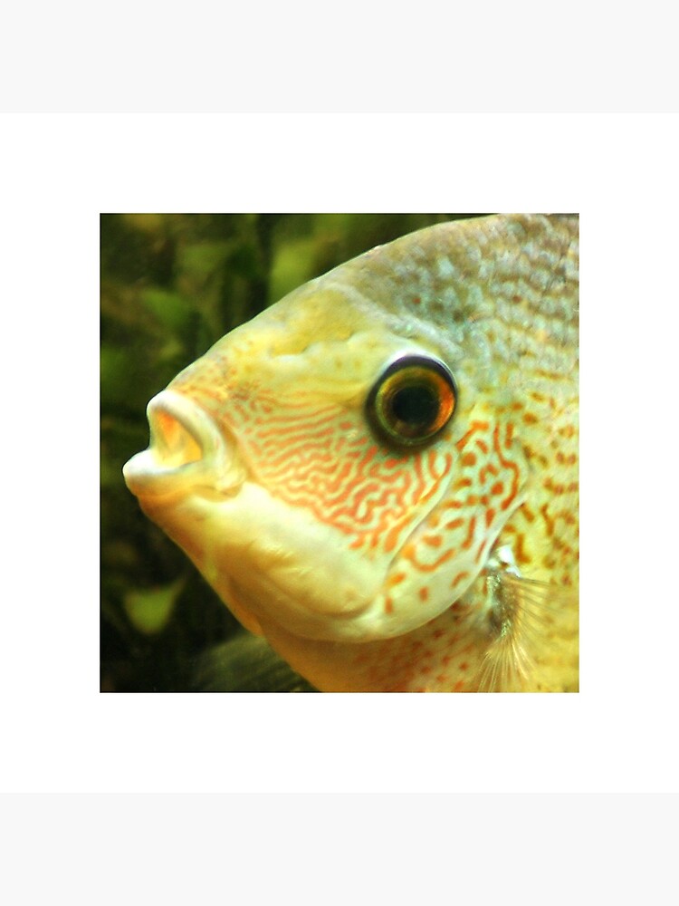 blue severum for sale