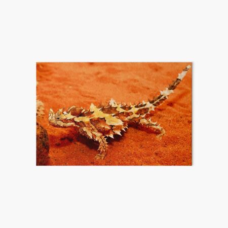 Thorny Devil (Moloch horridus) Art Board Print