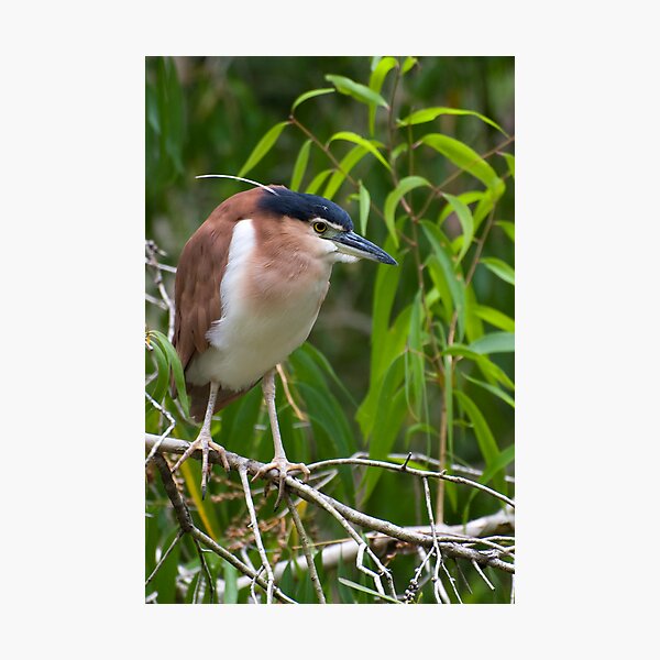 Item preview, Out on a limb - Nankeen  Night Heron designed and sold by Jenny Dean.