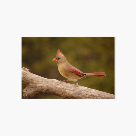 The Cardinal strut Art Board Print