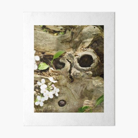 Sydenham Florals 200 Art Board Print