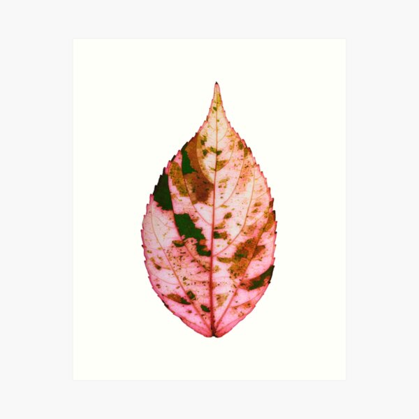single Autumn leaf Art Print