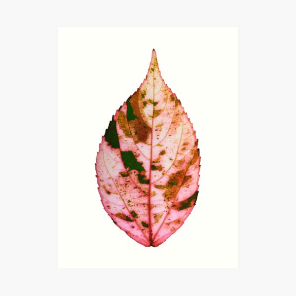 single Autumn leaf Art Print