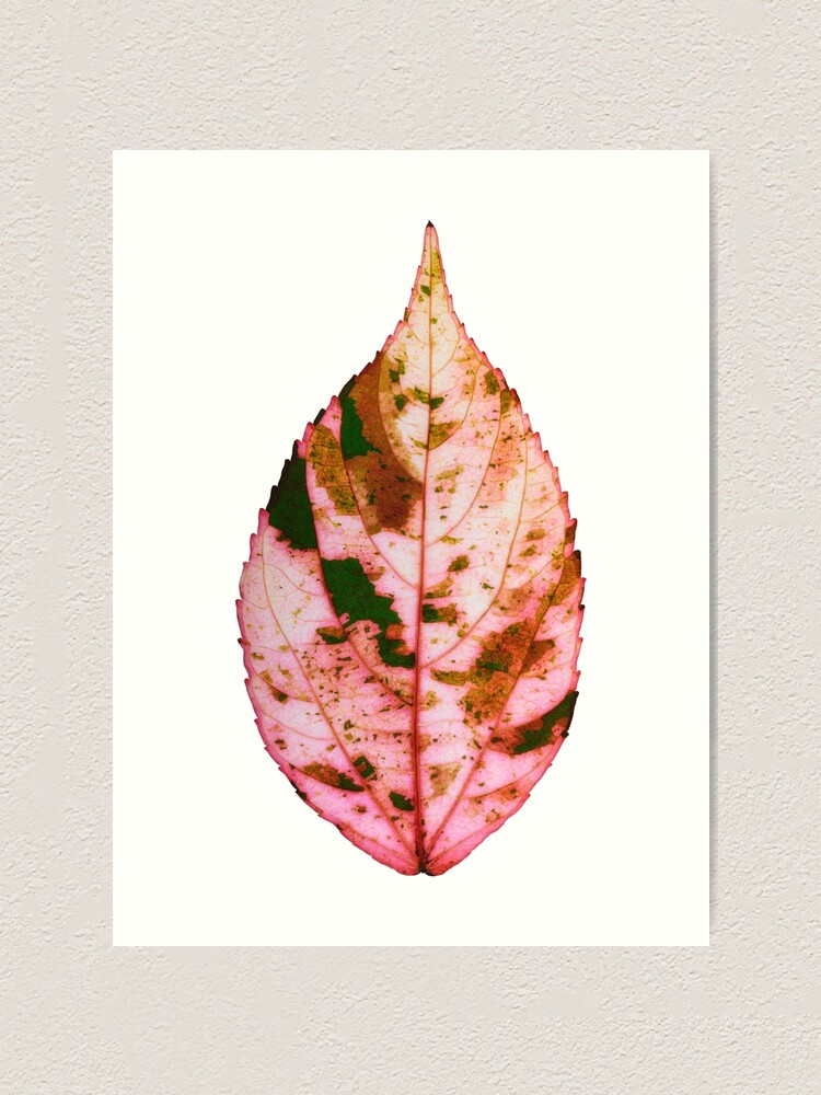 Alternate view of single Autumn leaf Art Print