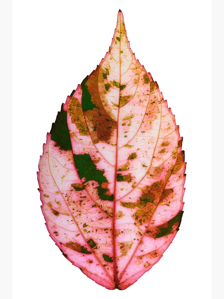 single Autumn leaf by fardad