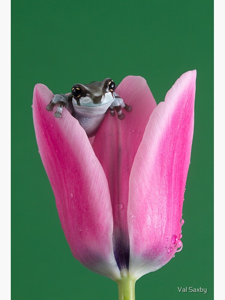 Baby  Milk Frog Art Board Print for Sale by Val Saxby