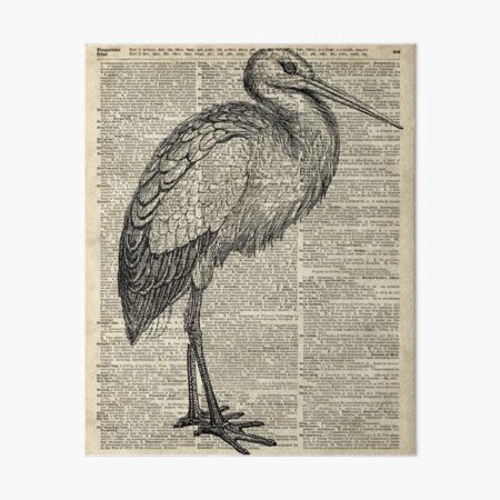 Stork Wild Bird Vintage Ink Illustration Encyclopedia Collage Art Board Print