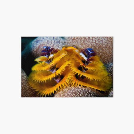 Christmas tree worm Art Board Print