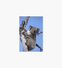 Koala Art Board Print