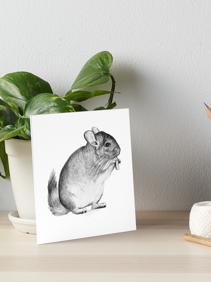 chinchilladrawing pencil sketch Art Board Print for Sale by Кaterina  Кalinich  Redbubble