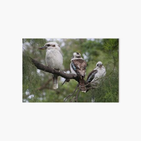 Kookaburra Art Board Print
