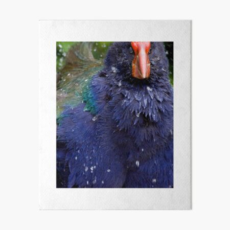 Takahe Splash Art Board Print
