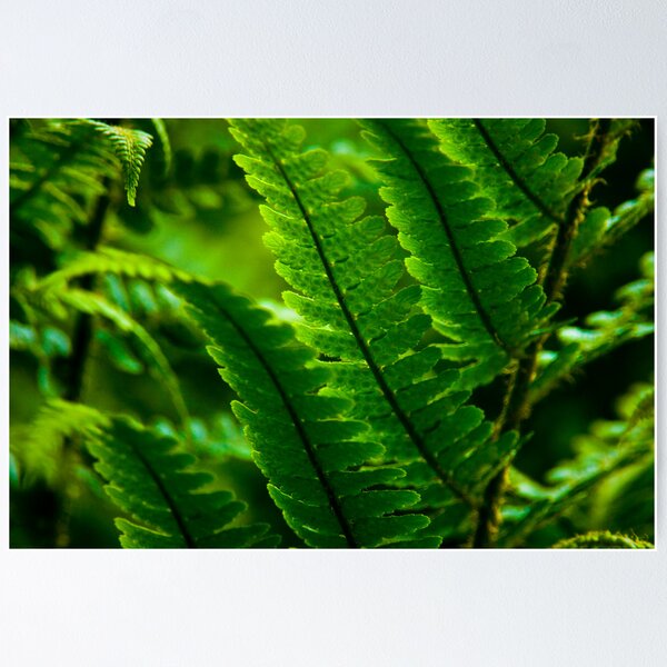 Item preview, Dark Fronds designed and sold by Jason Smalley.