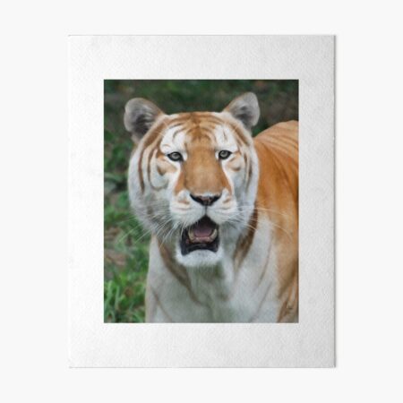 Golden Tabby Tiger Wall Art Redbubble