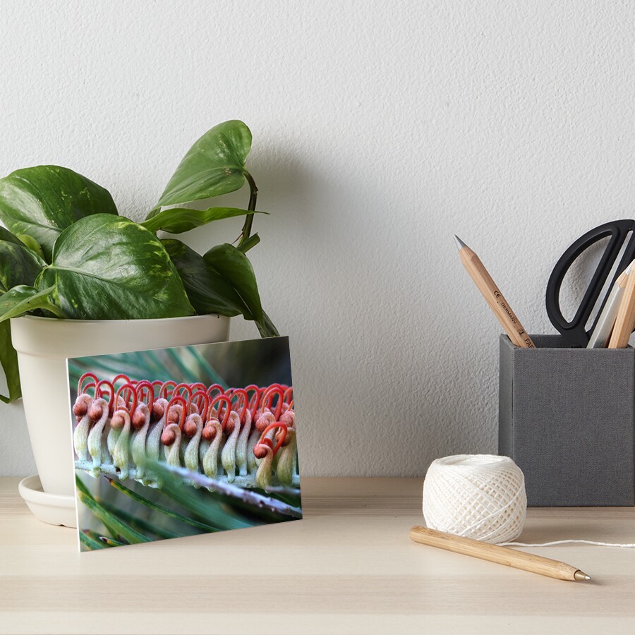 Grevillea baxteri Art Board Print