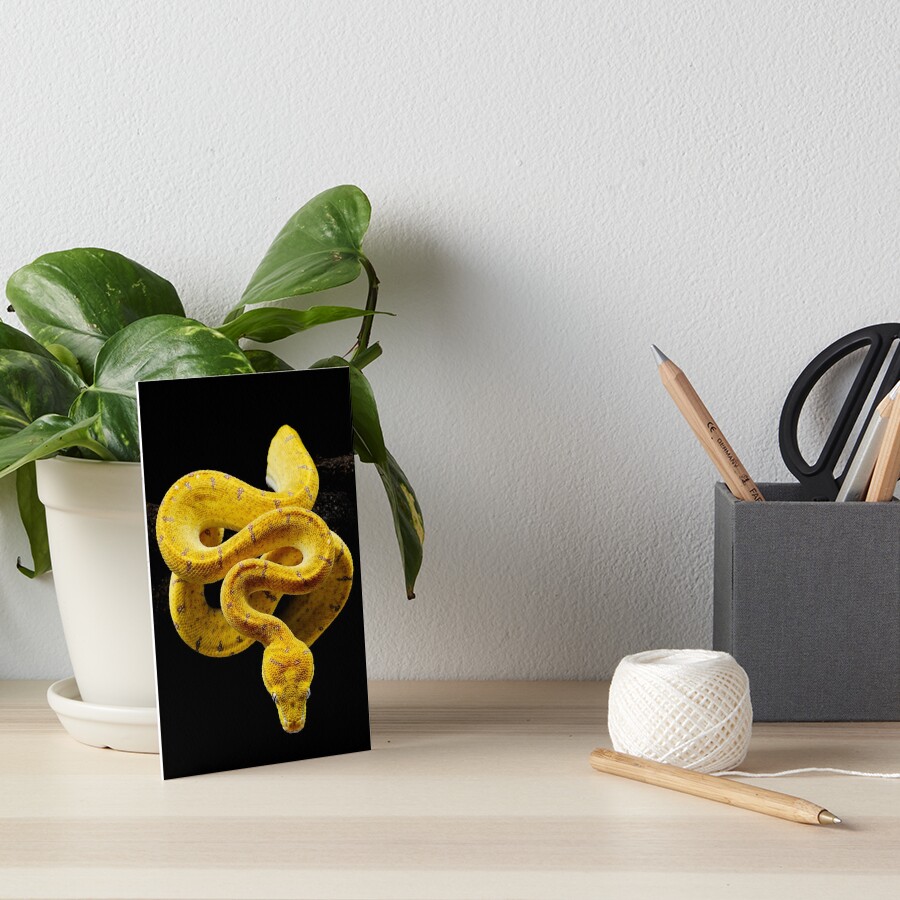 Green Tree Python (Morelia viridis) Art Board Print