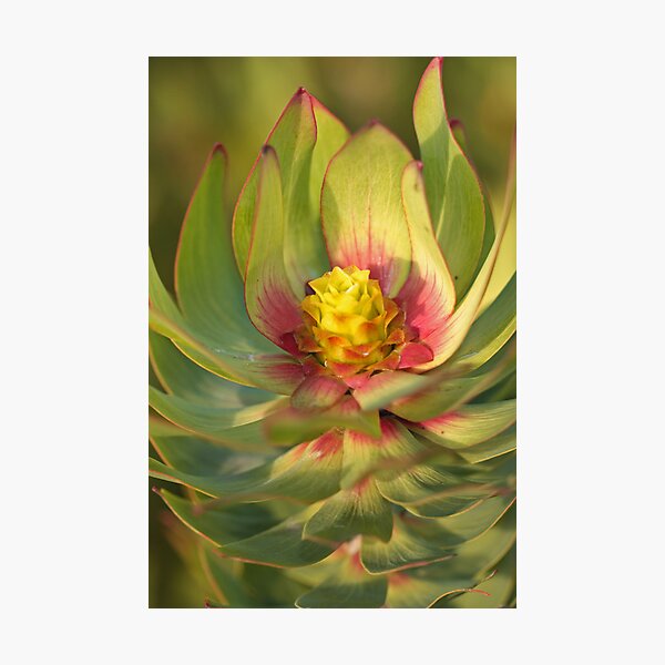 Item preview, Leucadendron sp. designed and sold by Etwin.