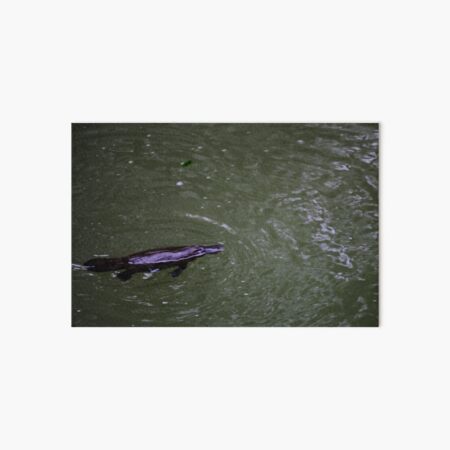 Platypus Art Board Print